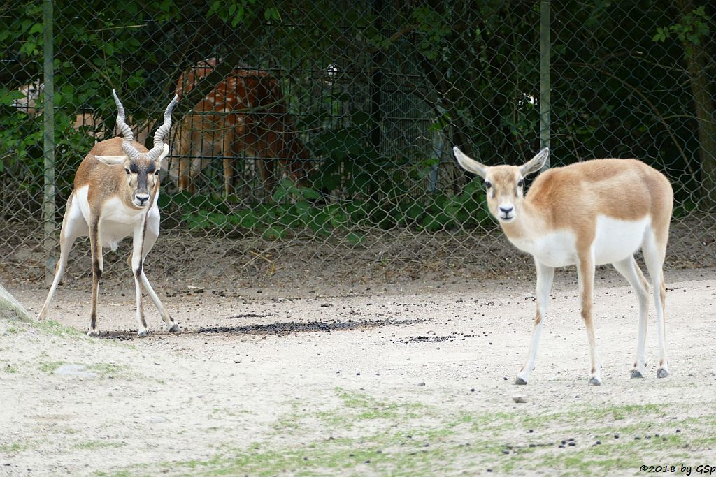 Hirschziegenantilope