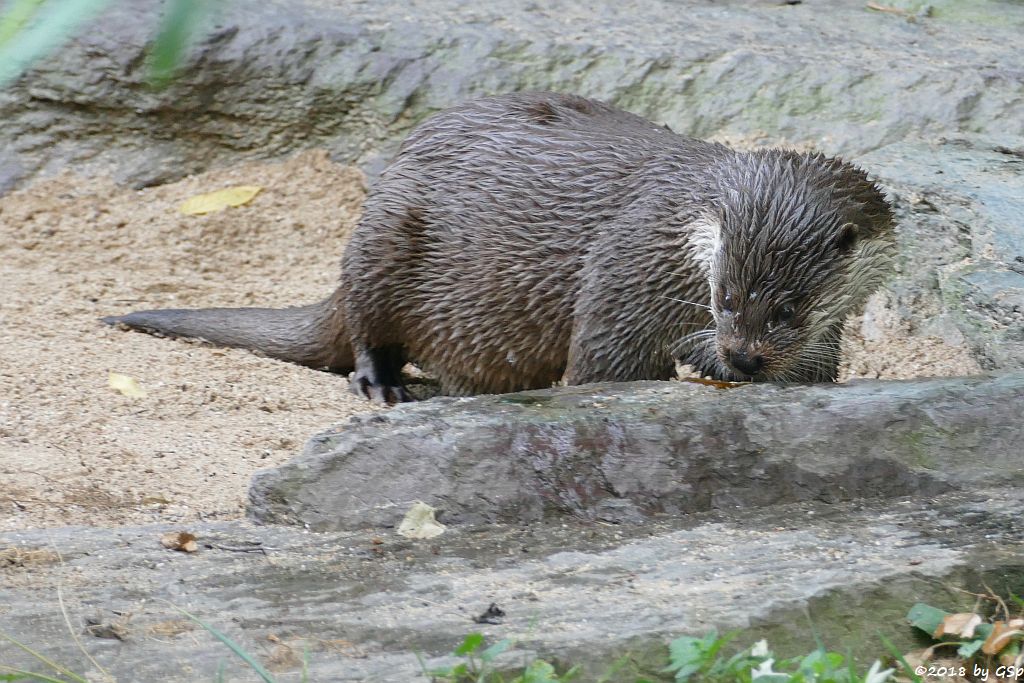 Eurasischer Fischotter