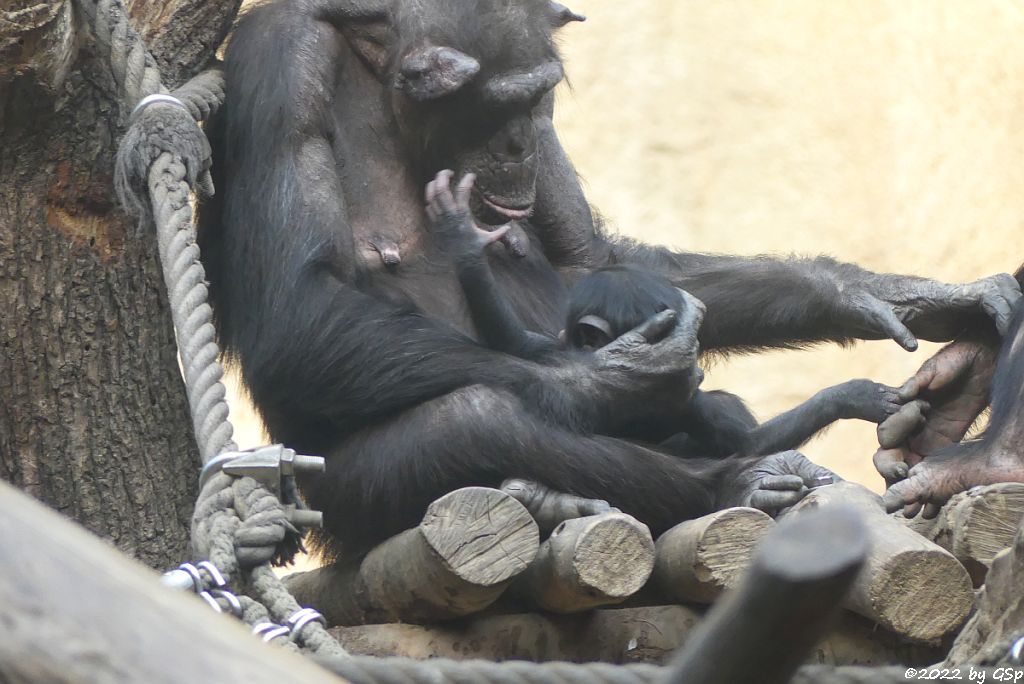 Ostafrikanischer Schimpanse CORRY mit Sohn BADU, geb. 22.12.21