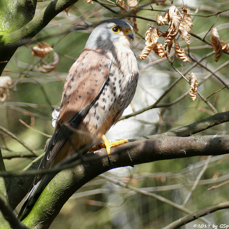 Turmfalke