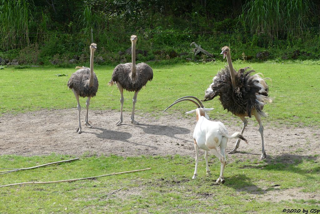 Südafrikanischer Blauhalsstrauß (Südstrauß), Säbelantilope