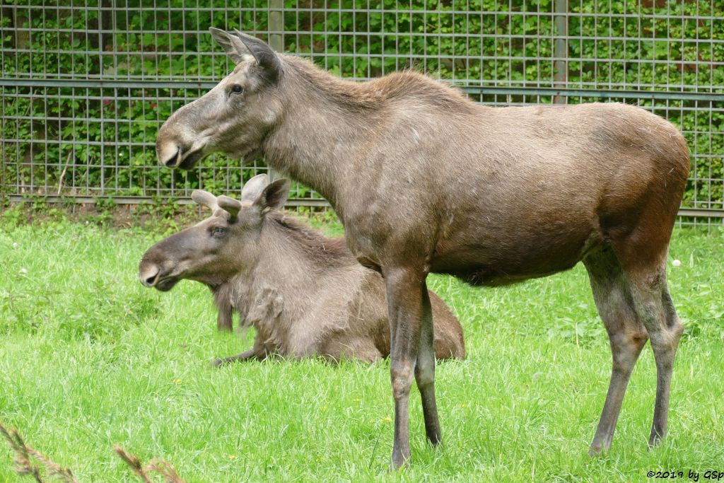 Eurasischer Elch (Europäischer Elch, Nordelch)