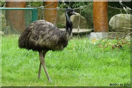 Emu