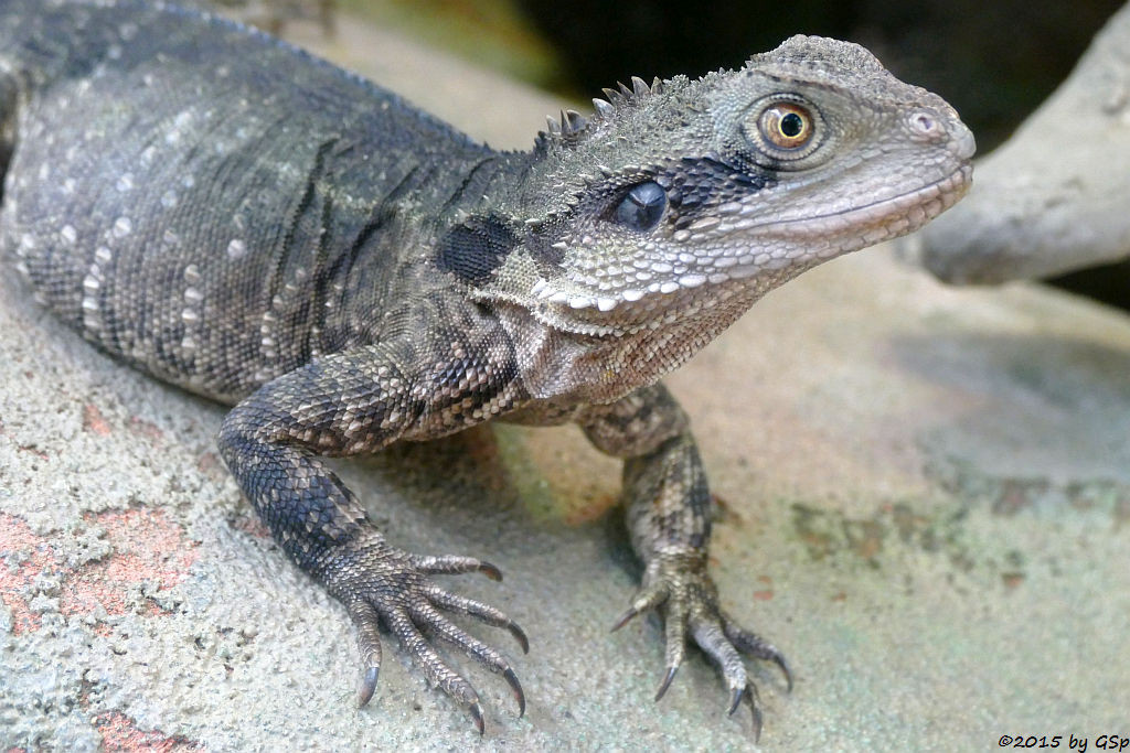 Australische Wasseragame