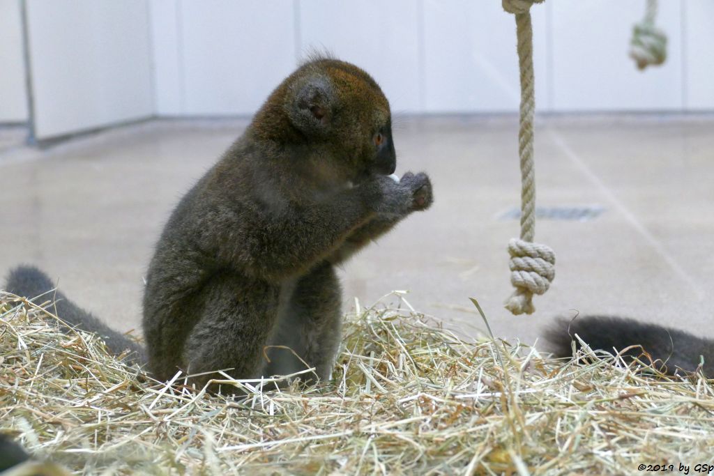 Großer Bambuslemur (Breitschnauzen-Halbmaki)