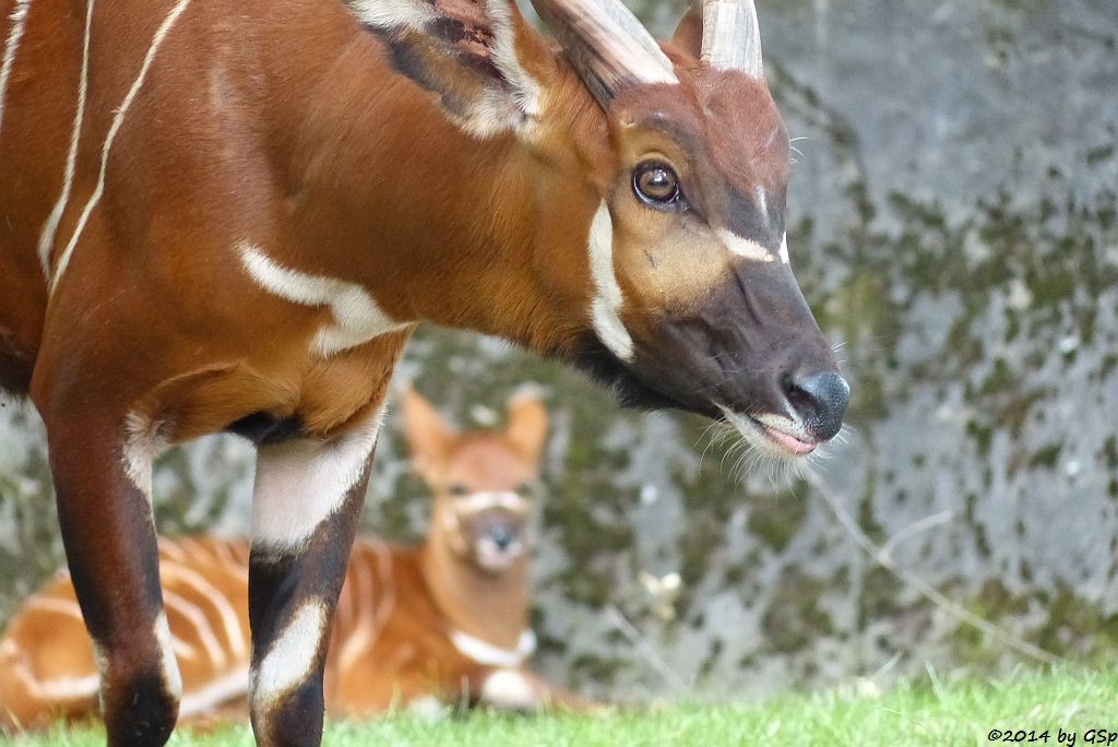 Bongo, Jungtier geb. 20.5.14