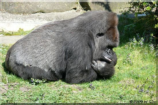 Flachlandgorilla