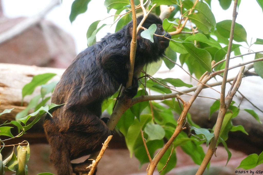 Springtamarin