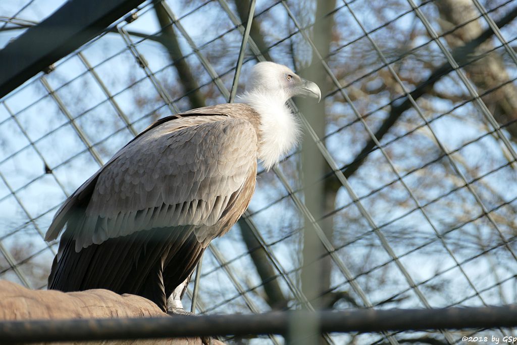 Gänsegeier