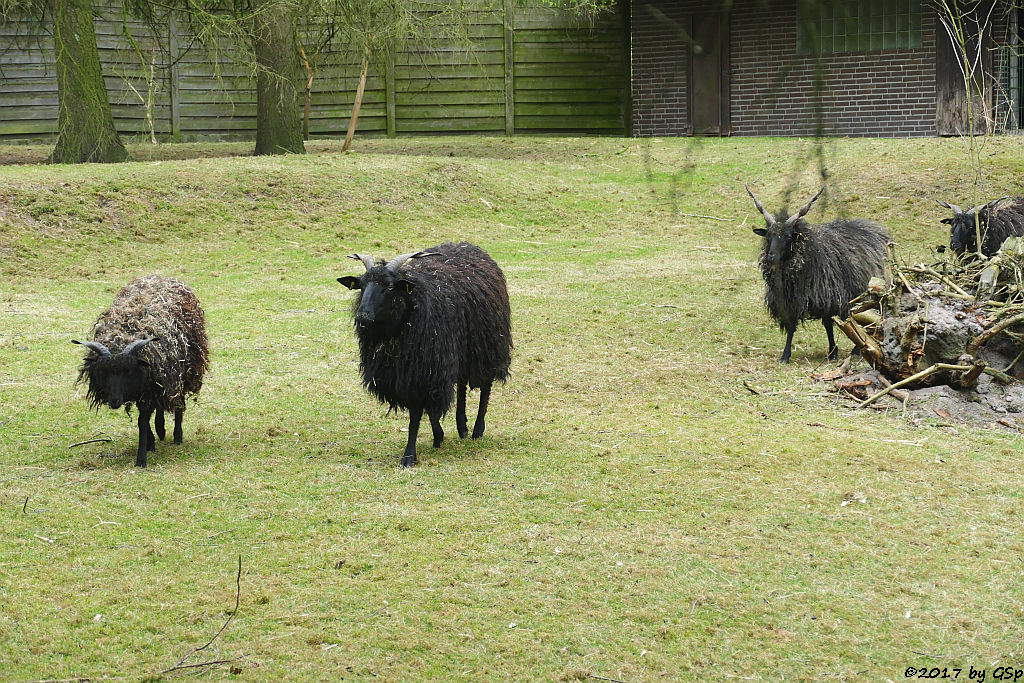 Ungarisches Zackelschaf