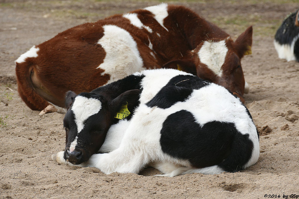 Schwarzbuntes Niederungsrind