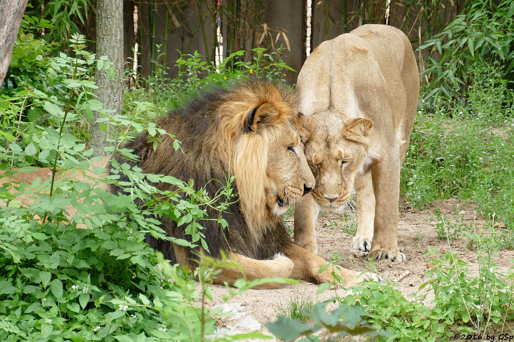 Indische Löwen KASCHI und ZARINA