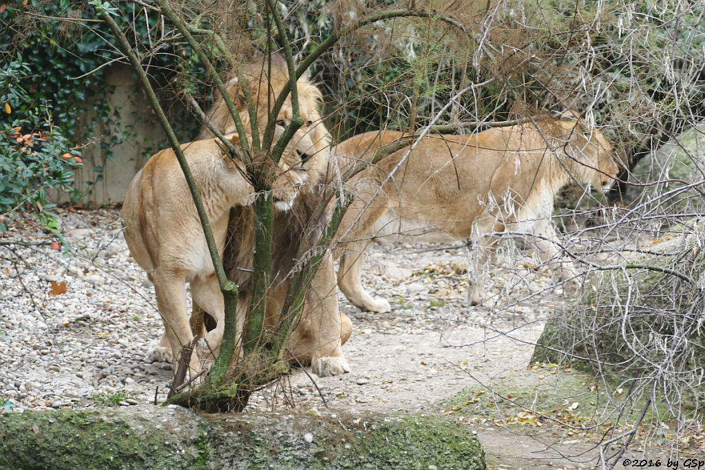 Kalahari-Löwe (Etoscha-Löwe, Wüstenlöwe)