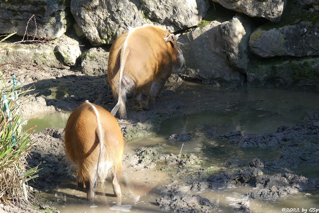 Pinselohrschwein (Rotes Flussschwein)