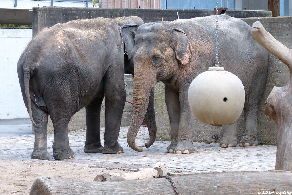 Asiatischer Elefant RANI und SHANTI