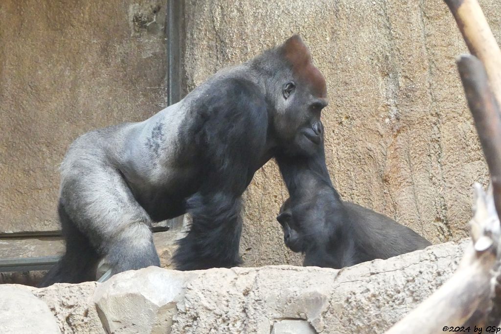 Westlicher Flachlandgorilla