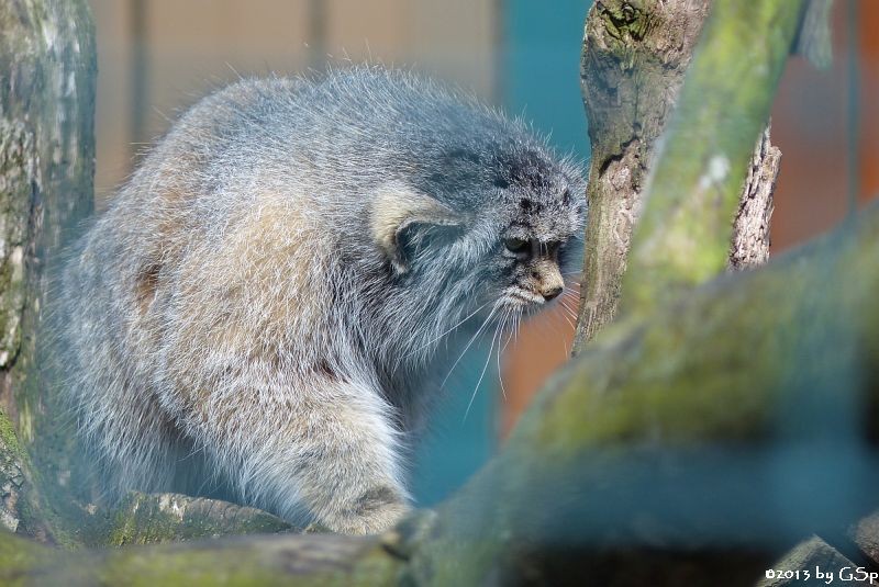 Manul