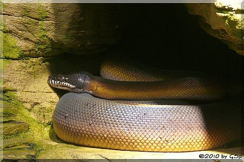 Weißlippenpython