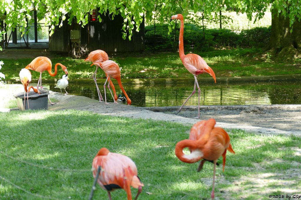 Kubaflamingo (Karibischer Flamingo, Roter Flamingo)