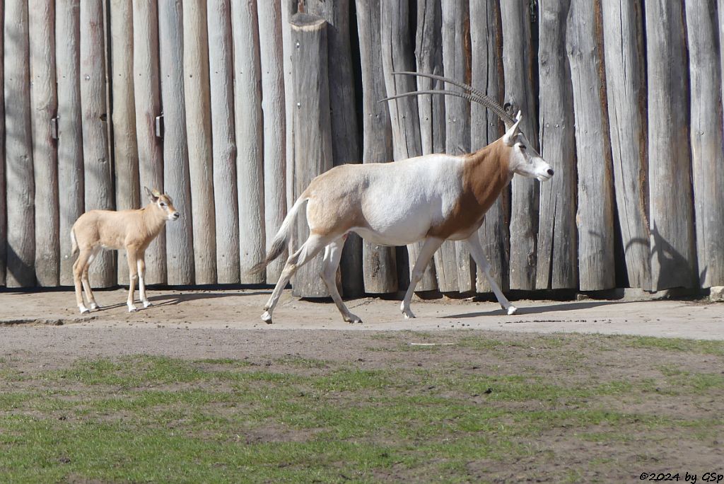 Säbelantilope