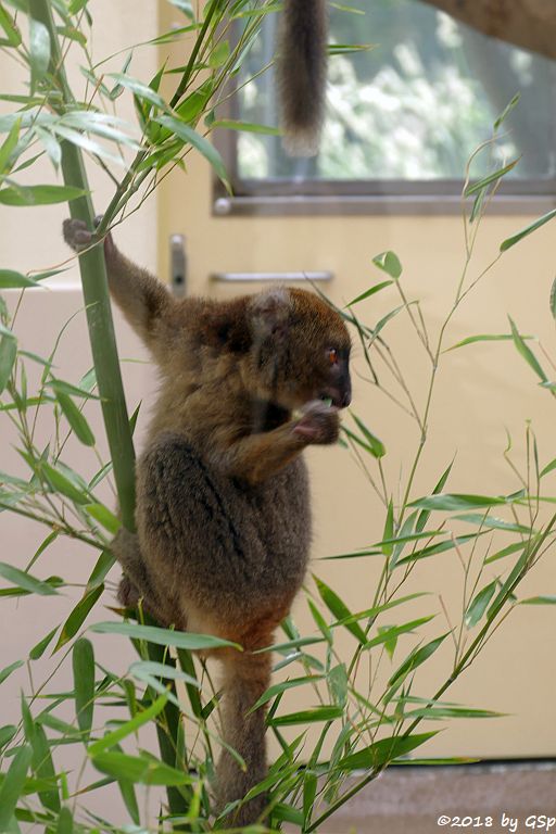 Großer Bambuslemur (Breitschnauzen-Halbmaki)