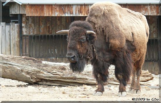 Bison