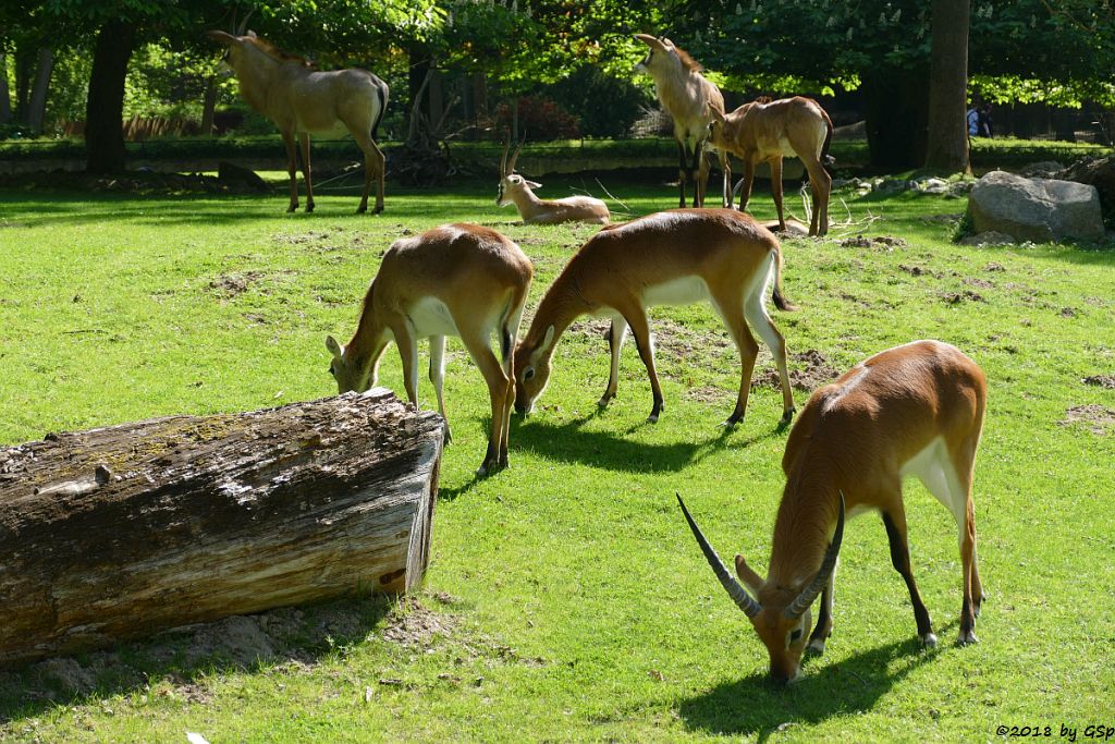 Kafue-Litschi (Letchwe, Kafue-Litschi-Wasserbock), Thomsongazelle, Pferdeantilope