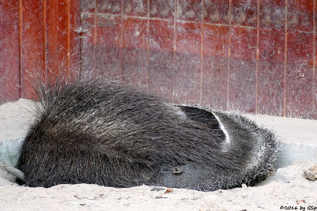 Großer Ameisenbär