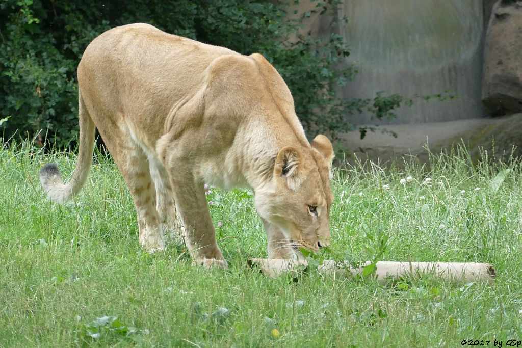 Kalahari-Löwe (Etoscha-Löwe, Wüstenlöwe) KIGALI