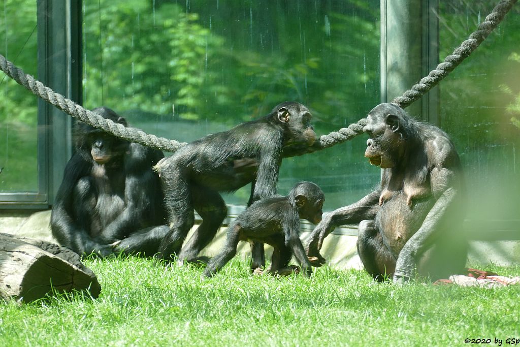 Bonobo (Zwergschimpanse)