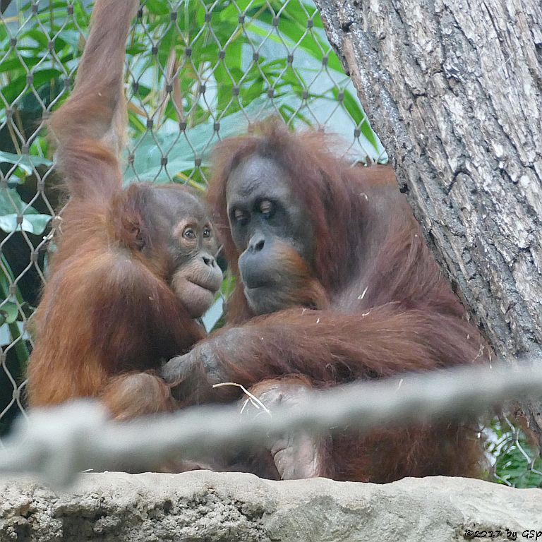 Sumatra-Orang-Utan SAYANG mit Mama ROSA