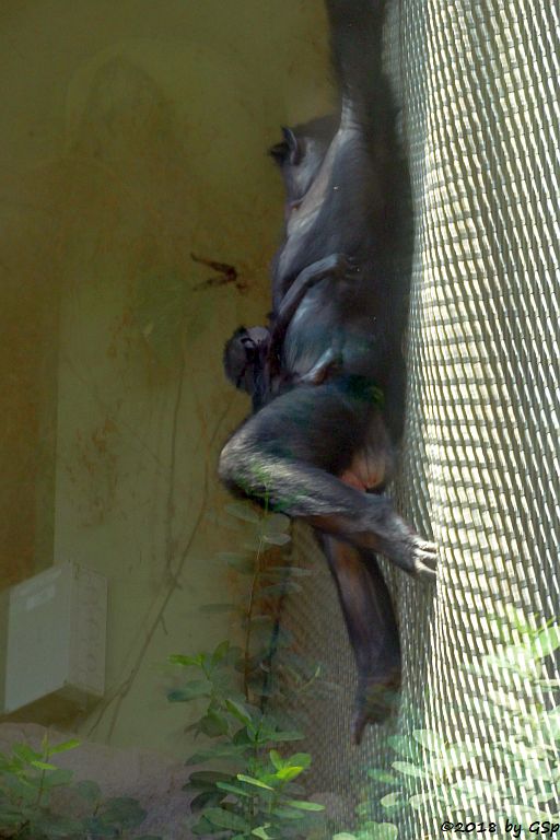 Bonobo (Zwergschimpanse)