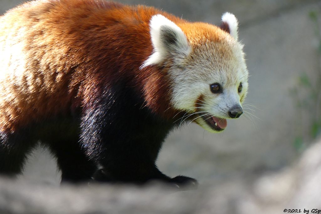 Westlicher Kleiner Panda (Westlicher Katzenbär, Nepalesischer Roter Panda)