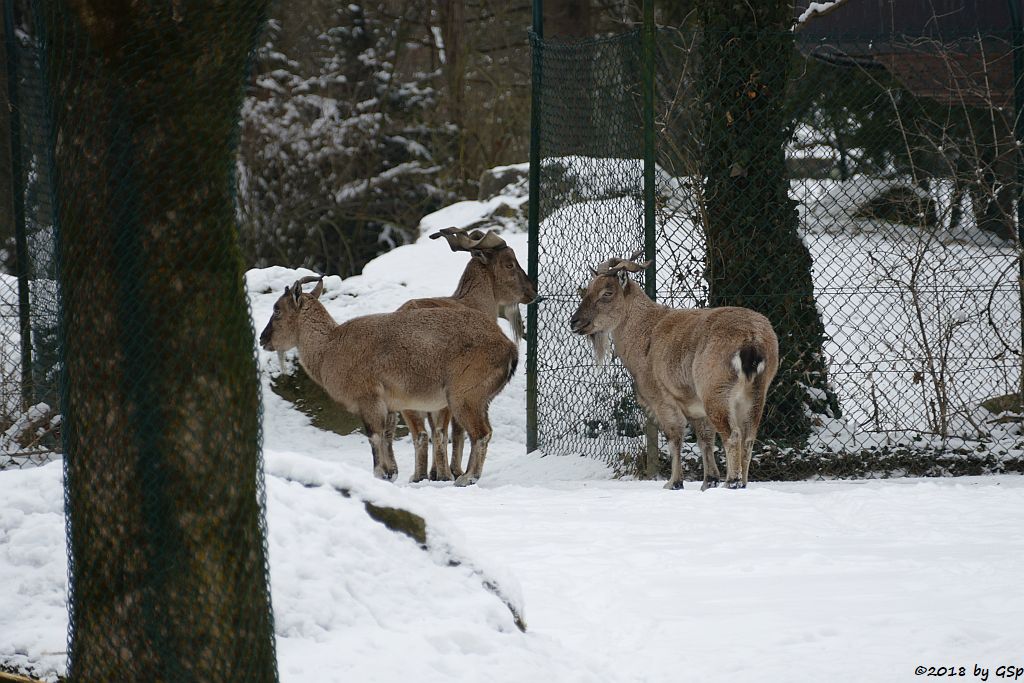 Bucharische Schraubenziege (Turkmenische Schraubenziege, Turkmenischer Markhor)