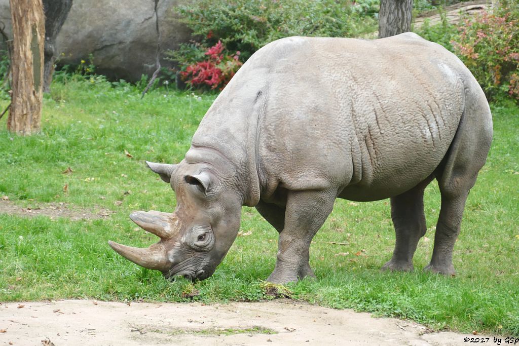 Spitzmaulnashorn (Spitzlippennashorn, Doppelnashorn)