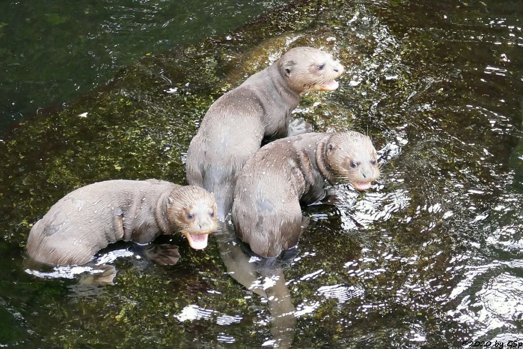 Riesenotter, 3 Jungtiere geb. 20.5.20