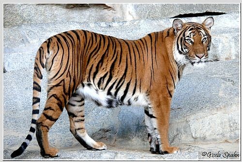 Der Sibirische Tiger SANDOR, der am 07.03.07 eingeschläfert werden musste