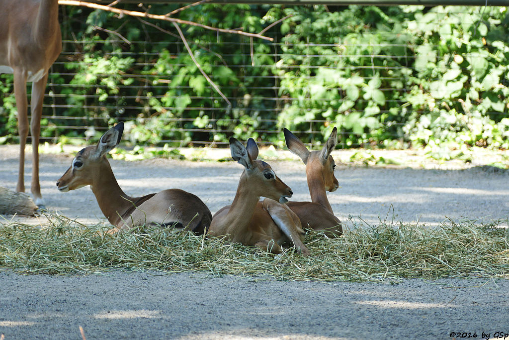 Impala