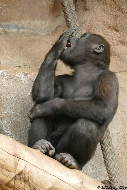 Westlicher Flachlandgorilla