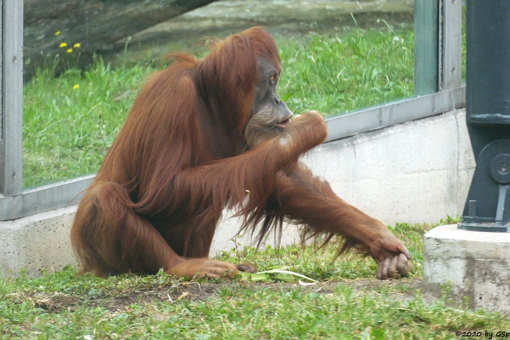 Sumatra-Orang-Utan