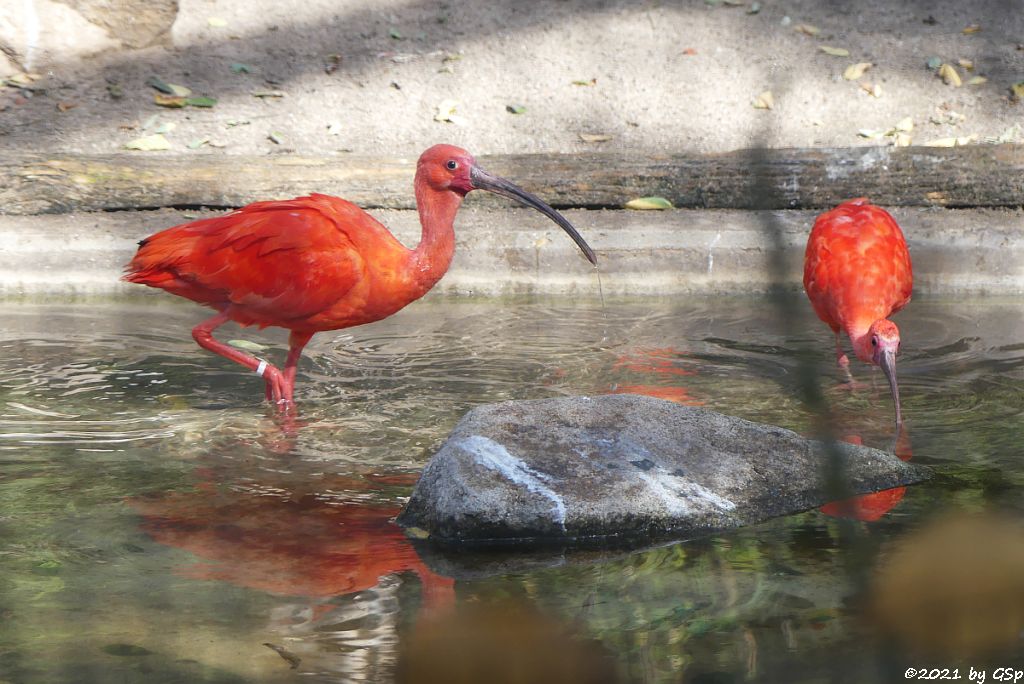 Scharlachsichler (Roter Sichler, Rotibis)