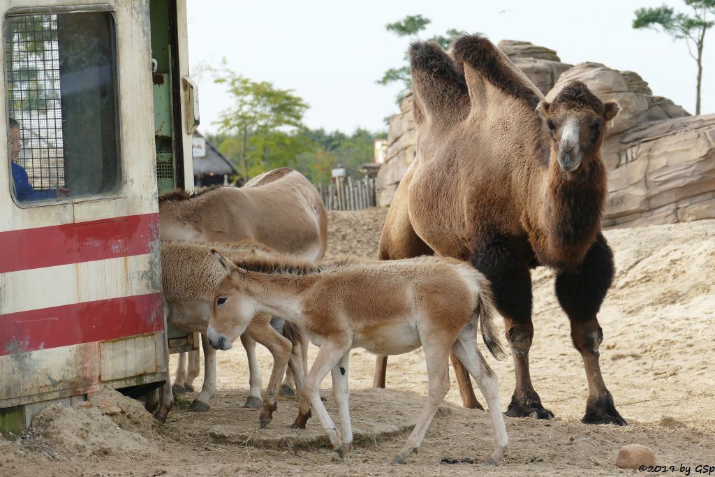 Onager (Persischer Halbesel), Trampeltier (Zweihöckriges Kamel, Hauskamel)