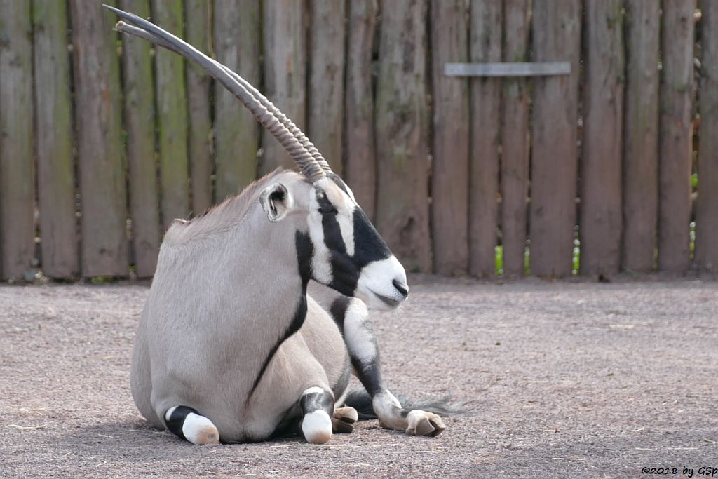 Südliche Oryx (Südafrikanischer Spießbock, Südafrikanische Oryx)