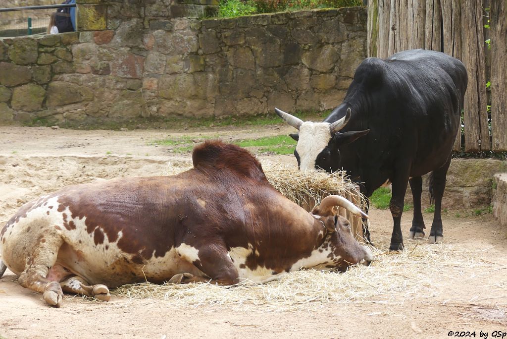 Zoo Halle: Zwergzebu
