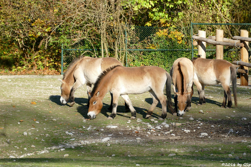 Przewalski-Pferd (Przewalski-Urwildpferd, Asiatisches Wildpferd), Trampeltier (Zweihöckriges Kamel)