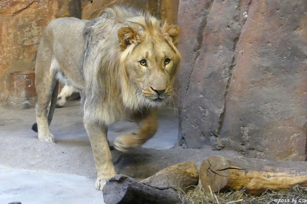 Kalahari-Löwe (Etoscha-Löwe, Wüstenlöwe) MAJO