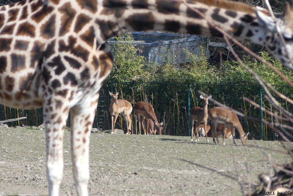 Rothschildgiraffe (Uganda-Giraffe, Baringo-Giraffe), Impala (Schwarzfersenantilope)