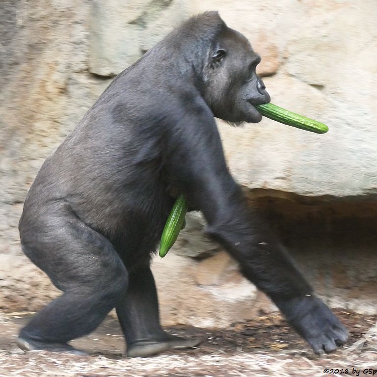 Flachlandgorilla DIAN