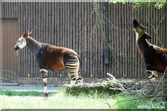 Okapi