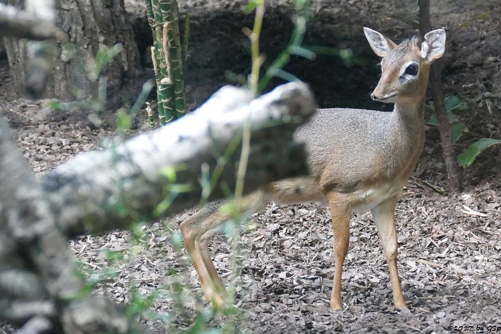 Kirk-Dikdik (Kirk-Rüsseldikdik, Kirks Zwergrüsseldikdik)